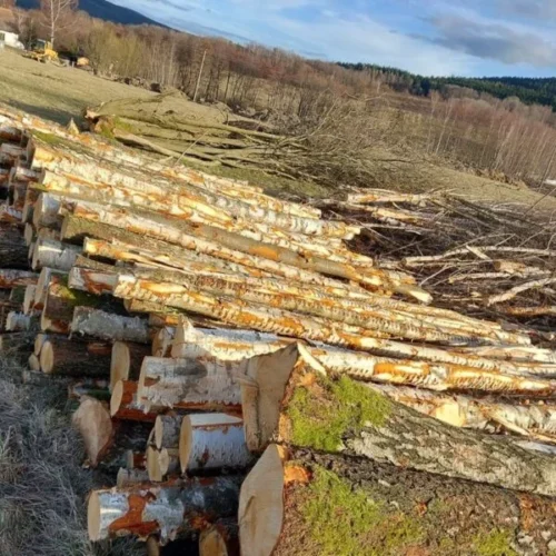 Tondame di betulla – Mezzo carico camion 22,5 m³ (22,5 steri)